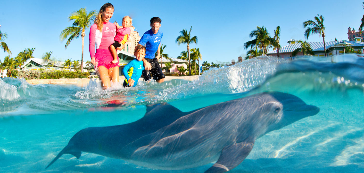 Dolphin Cay Em Bahamas Oferece Novas Experiências Maior Viagem